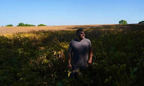 收获季，中国订单至今为零，美国豆农感受痛苦缩略图