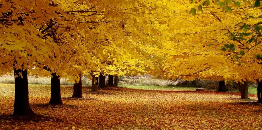 IC Markets Global 需要哪些文件才能开立真实交易账户？黄金和白银的交易时间是什么？是否允许剥头皮和对冲操作？缩略图