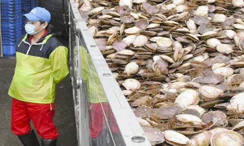 日媒：中国已暂停进口日本水产品缩略图